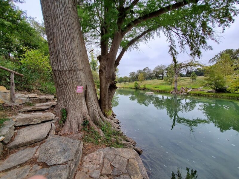 Stone steps and large tree along riverbank Stone steps and large tree along riverbank