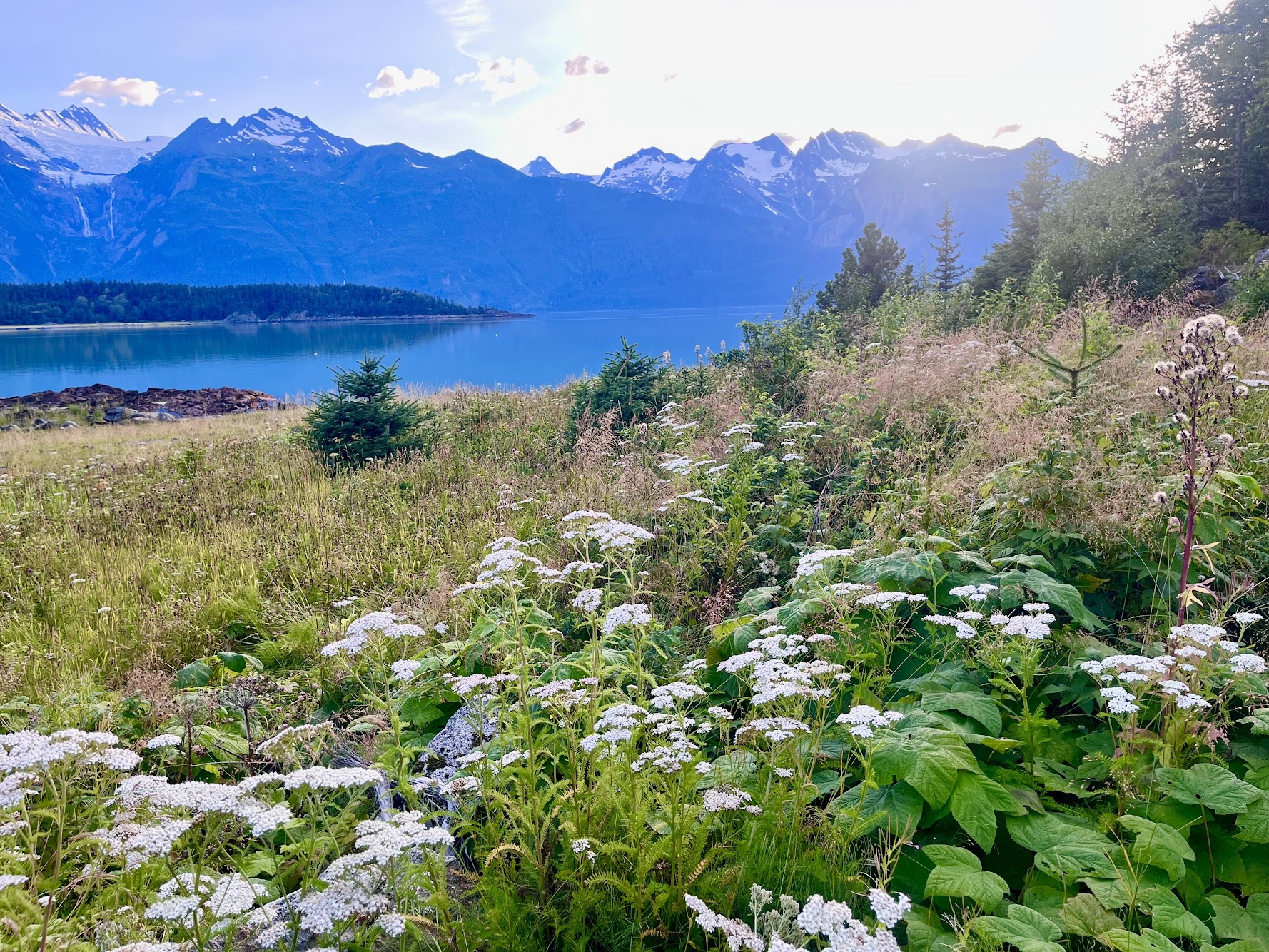Alaska flowers